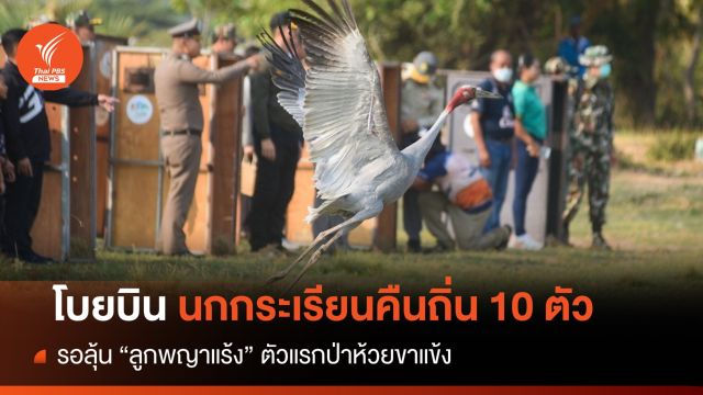 ใจฟู! ปล่อยนกกระเรียนคืนถิ่นเพิ่ม 10 ตัว-ลุ้นลูกนกพญาแร้งตัวแรก