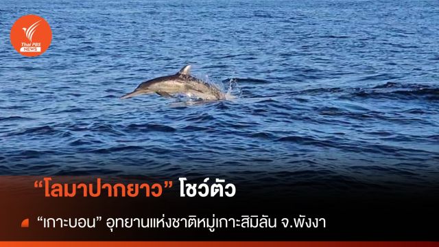 "โลมาปากยาว" โชว์ตัวบริเวณเกาะบอน อช.หมู่เกาะสิมิลัน