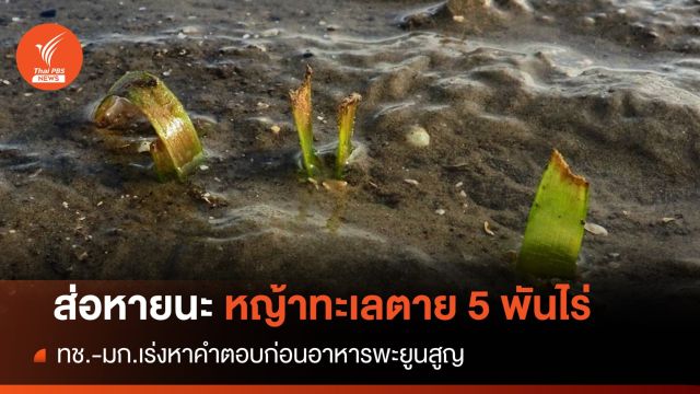 ส่อหายนะ "หญ้าทะเล" อาหารพะยูนเสื่อมโทรม 5,000 ไร่