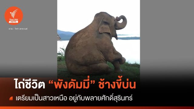 ไถ่ชีวิต “พังดัมมี่” ช้างขี้บ่นสายอินดี้ทะเล จะมาเป็นสาวเหนือ
