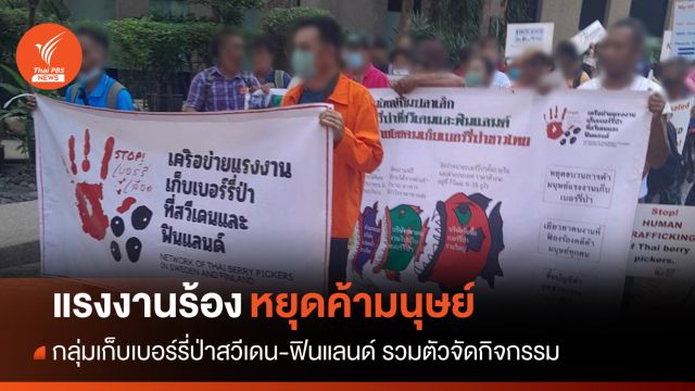แรงงานเก็บเบอร์รี่ป่าสวีเดน-ฟินแลนด์ร้องหยุดค้ามนุษย์