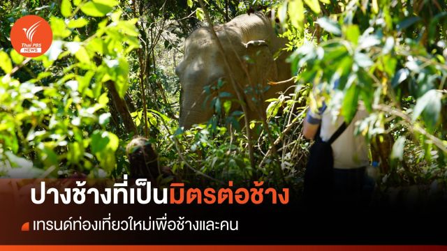 "ปางช้าง" เป็นมิตรกับช้าง แนวทางท่องเที่ยวใหม่ลดรุนแรง