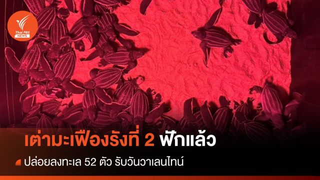 เต่ามะเฟืองรังที่ 2 ฟักแล้ว ปล่อยลงทะเล 52 ตัว รับวันวาเลนไทน์