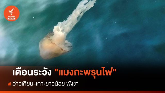 เตือนระวัง "แมงกะพรุนไฟ" อ่าวเคียน-เกาะยาวน้อย