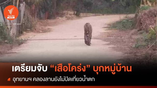 เร่งจับ "เสือโคร่ง" โผล่ชิลกลางหมู่บ้าน-ไม่ปิดเที่ยวคลองลาน 