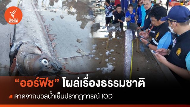 "ออร์ฟิช" โผล่ผิวน้ำภูเก็ต เรื่องธรรมชาติ คาดจากมวลน้ำเย็น IOD