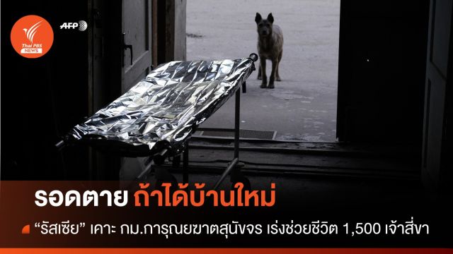 เร่งช่วยชีวิต 1,500 สุนัขจรหลังรัสเซียเคาะ กม.การุณยฆาต