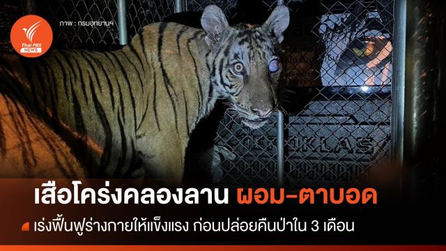 “บะลาโกล” เสือโคร่งคลองลาน ผอม-ตาบอด เร่งฟื้นฟู 3 เดือน