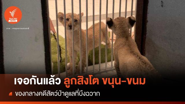 พา "ขนุน" พบ "ขนม" ลูกสิงโตของกลางสวนสัตว์บึงฉวาก 