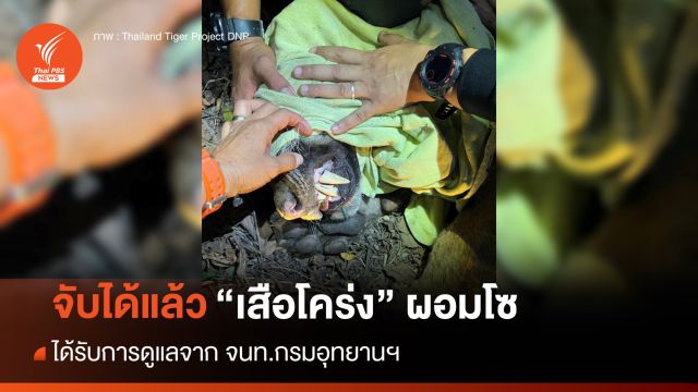 จับได้แล้ว "เสือโคร่ง" ที่คลองลาน จนท.อุทยานฯ ดูแลฟื้นฟู