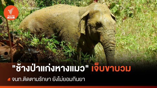 จนท.ติดตาม "ช้างป่าแก่งหางแมว" บาดเจ็บขาบวม ยังไม่ยอมกินยา