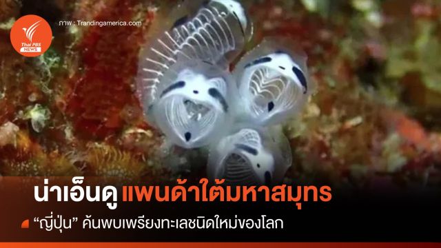 สุโก้ยคาวาอี้! ญี่ปุ่นค้นพบ "เพรียงทะเล" ชนิดใหม่ของโลก