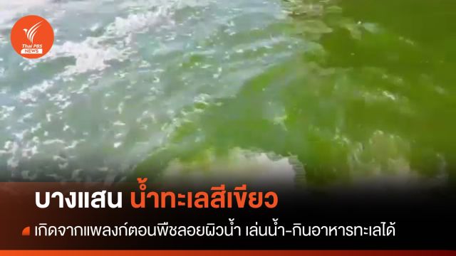 บางแสนน้ำทะเลสีเขียว เกิดจากแพลงก์ตอนบลูม "อ.ธรณ์" ชี้สาเหตุโลกร้อน