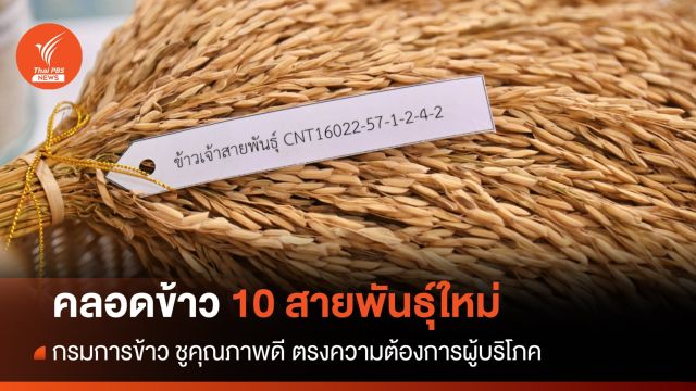 กรมการข้าว เตรียมคลอดข้าว 10 สายพันธุ์ใหม่ ชูคุณภาพดี 