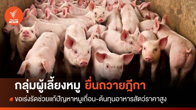 "ผู้เลี้ยงหมู" ยื่นฎีกาเร่งรัดแก้หมูเถื่อน-ต้นทุนอาหารสัตว์