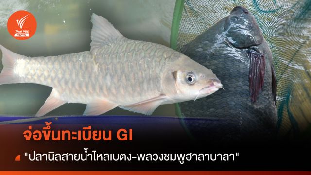 จ่อขึ้นทะเบียน GI "ปลานิลสายน้ำไหลเบตง-พลวงชมพูฮาลาบาลา"