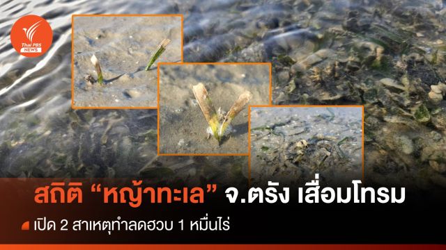 สถิติ "หญ้าทะเล" ตรัง เสื่อมโทรม เปิด 2 สาเหตุทำลดฮวบ 1 หมื่นไร่ 