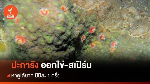 หาดูได้ยาก "ปะการังออกไข่-สเปิร์ม" ปีละ 1 ครั้ง