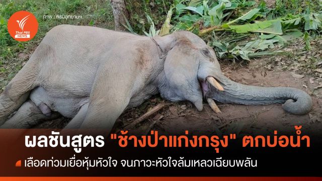 เปิดผลชันสูตร "ลูกช้างป่าแก่งกรุง" หัวใจล้มเหลวเฉียบพลัน