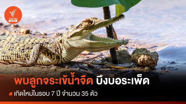 พบลูกจระเข้น้ำจืดกว่า 30 ตัว บึงบอระเพ็ด เกิดใหม่ในรอบ 7 ปี