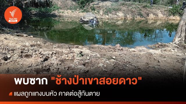 พบซาก "ช้างป่าเขาสอยดาว" แผลถูกแทงบนหัว คาดต่อสู้กันตาย