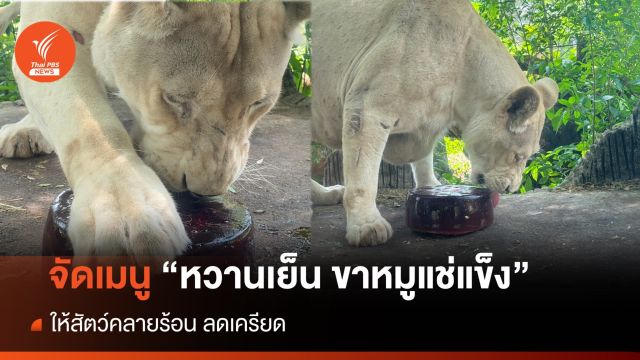 ร้อนระอุ สวนสัตว์จัดเมนู "หวานเย็น ขาหมูแช่แข็ง" ให้สัตว์คลายร้อน 