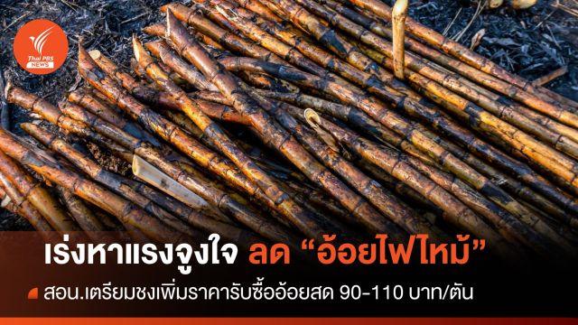 "โคราช" ลักลอบเผาสูงสุด สอน.เร่งหาแรงจูงใจลดอ้อยไฟไหม้เข้าโรงงาน