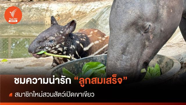 ชมความน่ารัก "ลูกสมเสร็จ" สมาชิกใหม่สวนสัตว์เปิดเขาเขียว  