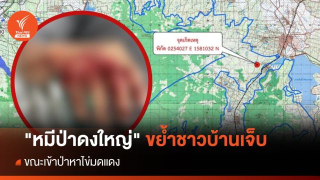 "หมีป่าดงใหญ่" ขย้ำชาวบ้านเจ็บขณะเข้าป่าหาไข่มดแดง
