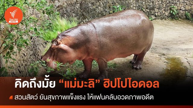 FC "แม่มะลิ" ฮิปโปอายุยืน 58 ปียังแข็งแรง-หลบแช่น้ำทั้งวัน