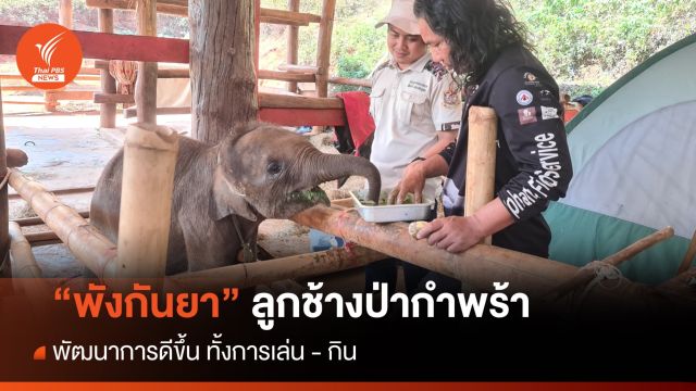 อัปเดต "พังกันยา" ลูกช้างป่ากำพร้า พัฒนาการดีขึ้น ทั้งเล่น-กิน