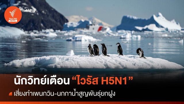 นักวิทย์จับตา "หวัดนก H5N1" ระบาดอเมริกาใต้-แอนตาร์กติกา