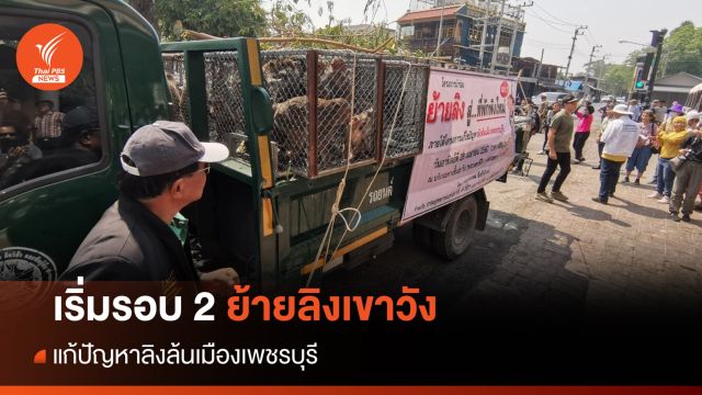 ปฏิบัติการรอบ 2 ย้ายลิงเขาวัง แก้ปัญหาลิงล้นเมืองเพชรบุรี