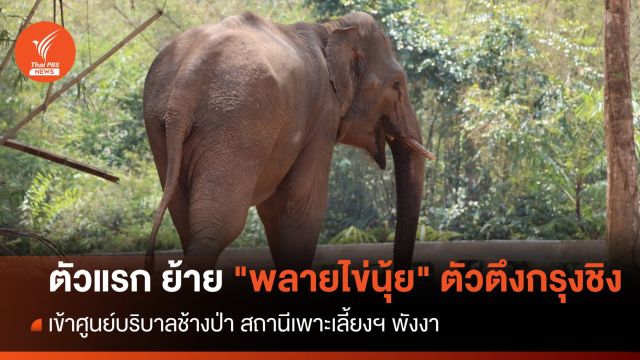 ตัวแรก ย้าย "พลายไข่นุ้ย" ตัวตึงกรุงชิง เข้าศูนย์บริบาลช้างป่า