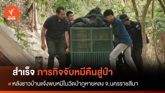 จับหมีคืนสู่ป่า หลังพลัดหลงเข้าในวัดป่าภูหายหลง จ.นครราชสีมา 