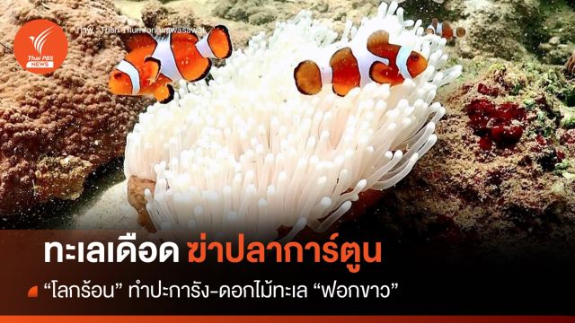 ดอกไม้ทะเลฟอกขาว! โลกร้อนทำทะเลเดือดเสี่ยงฆ่า "ปลาการ์ตูน"  