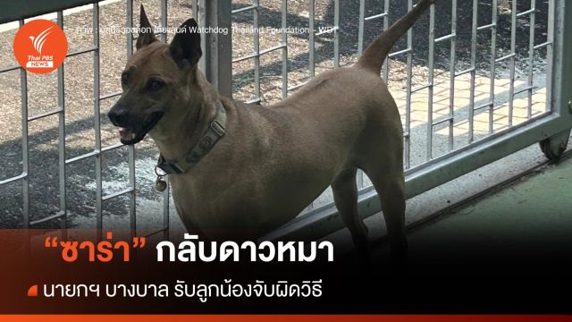 "ซาร่า" กลับดาวหมา นายกฯ บางบาล รับลูกน้องจับผิดวิธี