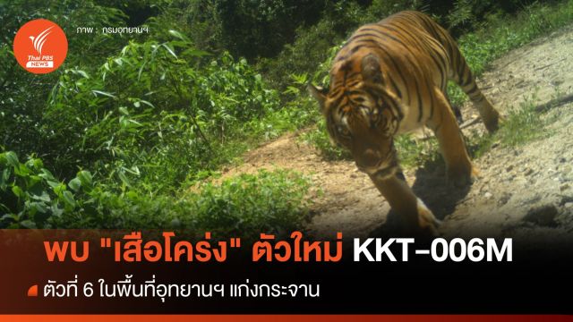 อุทยานฯ แก่งกระจาน พบ "เสือโคร่ง" ตัวใหม่ KKT-006M