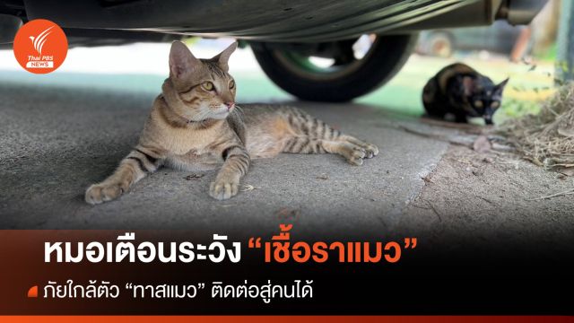 ภัยใกล้ตัว "ทาสแมว" หมอเตือนระวัง "เชื้อราแมว" ติดต่อสู่คนได้