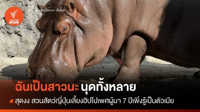 7 ปีเพิ่งรู้ "หนูเป็นหญิง" ฮิปโปหนุ่มในโอซากาที่แท้เป็นสาวตั้งแต่เกิด