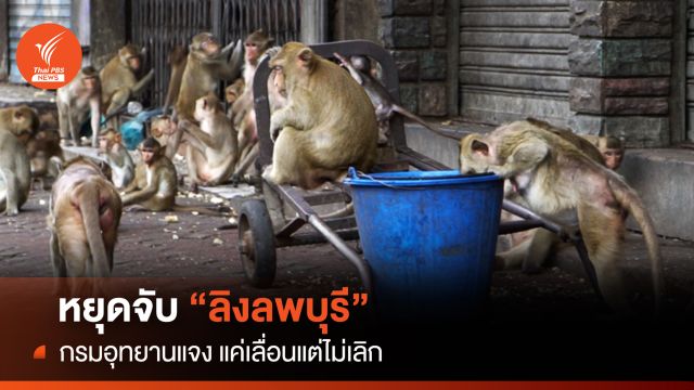 หยุดจับลิงลพบุรี กรมอุทยานฯ แจง แค่เลื่อนแต่ไม่เลิก