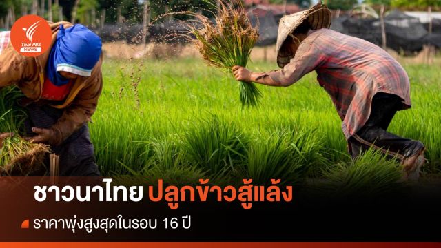 ชาวนาไทยวางแผนปลูกข้าวเพิ่ม ราคาพุ่งสูงในรอบ 16 ปี 