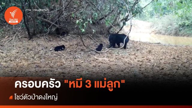 ภาพหายาก ครอบครัว "หมี​ 3 แม่ลูก" โชว์ตัวป่าดงใหญ่ 