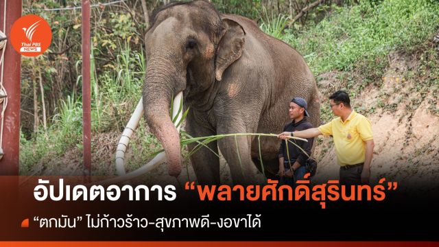 เปิดภาพให้ FC หายคิดถึง “พลายศักดิ์สุรินทร์” ยังตกมัน-สุขภาพดี