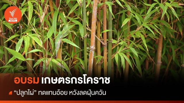 เกษตรกรโคราชอบรม "การปลูกไผ่" ทดแทนอ้อย หวังลดฝุ่นควัน  