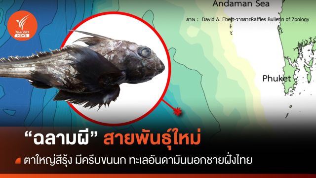 ตะลึงพบ "ฉลามผี" สายพันธุ์ใหม่ทะเลอันดามันนอกชายฝั่งไทย