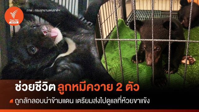 ช่วย "ลูกหมีควาย" 2 ตัวถูกลอบนำข้ามแดน ส่งไปดูแลที่ห้วยขาแข้ง