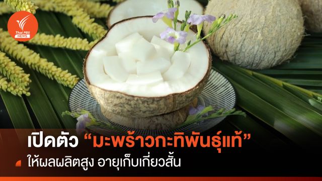เปิดตัว “มะพร้าวกะทิพันธุ์แท้” ให้ผลผลิตสูง อายุเก็บเกี่ยวสั้น