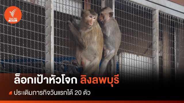 วันแรก! ไล่จับ "ลิงลพบุรี" ล็อกเป้าหัวโจก-ทำหมัน-ย้ายใส่กรง