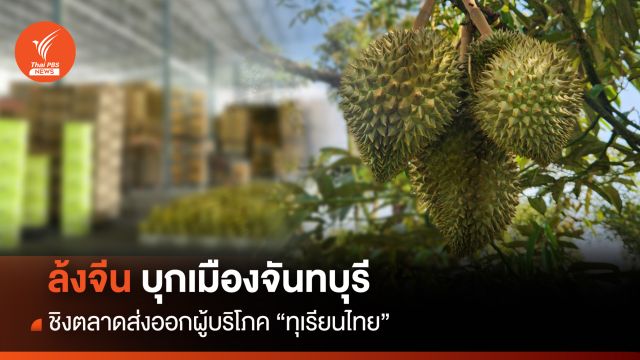ล้งจีน บุกเมืองจันทบุรี ชิงตลาดส่งออกผู้บริโภค "ทุเรียน"ไทย